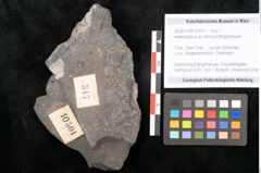 Foto (Objekt + Etikett) von Asterocarpus acutifolius Ettingshausen (NHMW-GEO-2024-0188-10501)